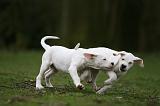 DOGUE ARGENTIN 287